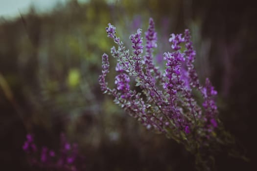 purple lavender on a background of a field.