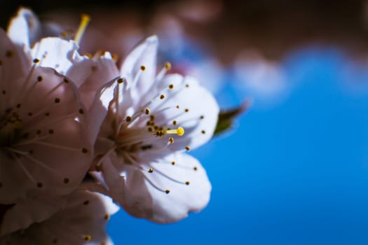 blossoming apricot close up on a sky background.