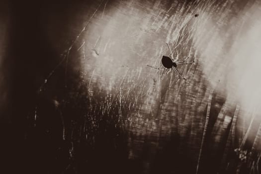 Black white photo spider is sitting on a cobweb close-up.
