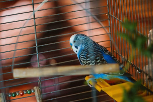 wavy blue parrot in a close-up cage.