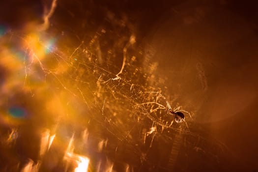 spider is sitting on a cobweb close-up.