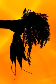 hands of a girl holding a carrot silhouette on orange background.