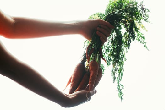hands of a girl holding a carrot on a light background.
