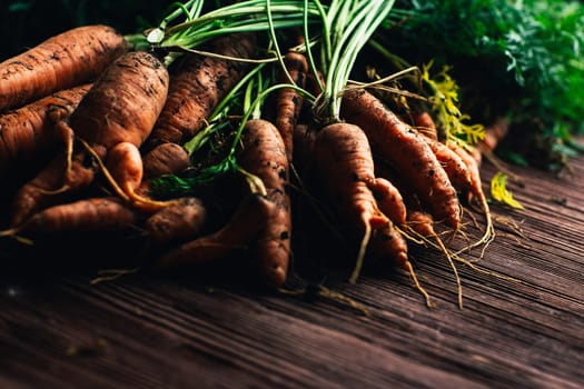 Fresh carrots from the garden close-up on a wooden background.