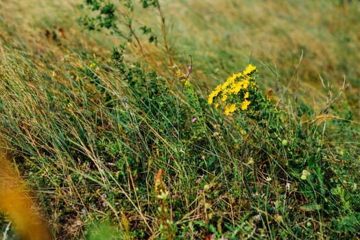 landscape bushes of grass against the sky