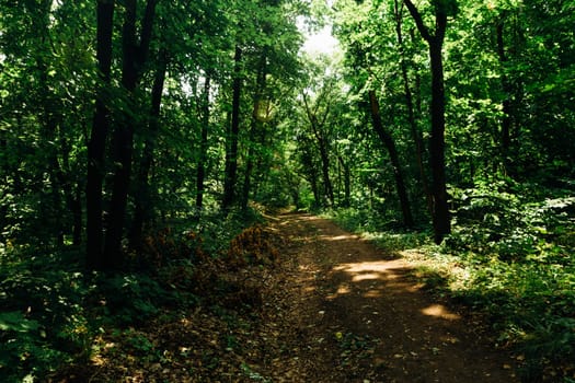 green trees in the forest in the sunlight.