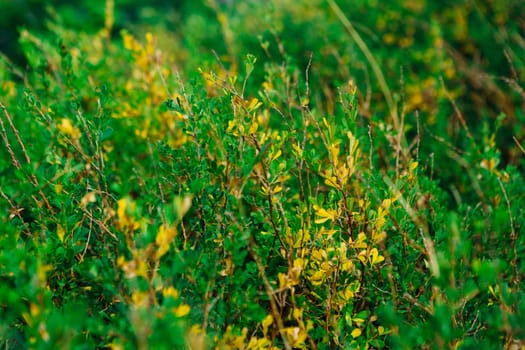 landscape bushes of grass against the sky