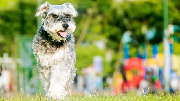 The Giant Schnauzer portrait. The Giant Schnauzer stands on the green grass in city park