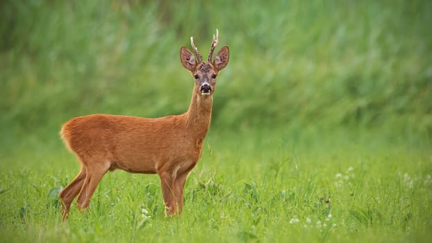 Roe deer, capreolus capreolus, buck with clear green blurred background. Wild mammal in nature. Panoramatic composition.