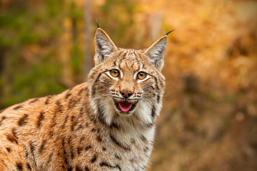 Adult eursian lynx in autmn forest gazing to the camera. Endangered predator in natural environment in evening light with vivid colors.