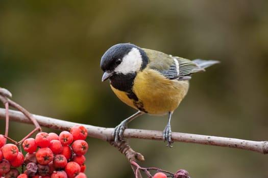 Great tit, parus major, on branch with red berries. Little garden yellow bird in autumn with orange blurred background.