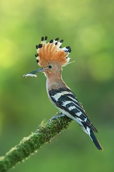 Hoopoe sitting on a moss covered twig with open crest and catch in the beak. Detailed close-up of a wild bird with clear blurred background.