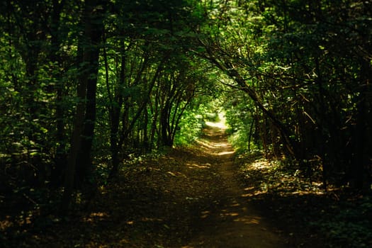 green trees in the forest in the sunlight.