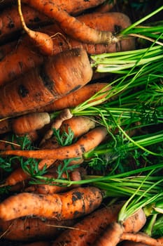 Fresh carrots close-up on a wooden background.