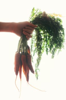 hands of a girl holding a carrot on a light background.