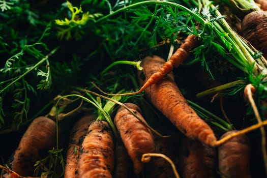 Fresh carrots from the garden close-up on a wooden background.