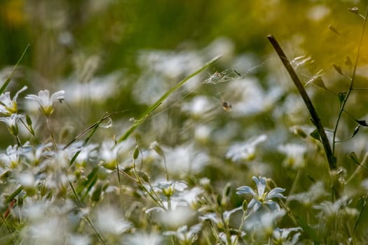White wild flowers. Blooming flowers. Beautiful white wild flowers in green grass as background. Field flowers. Nature flower in spring and summer. Flowers in meadow.