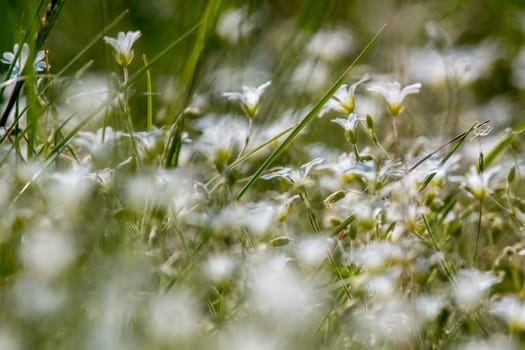 White rural flowers. Blooming flowers. Beautiful white rural flowers in green grass as background. Meadow with white flowers. Field flowers. Nature flower in spring and summer. Flowers in meadow.