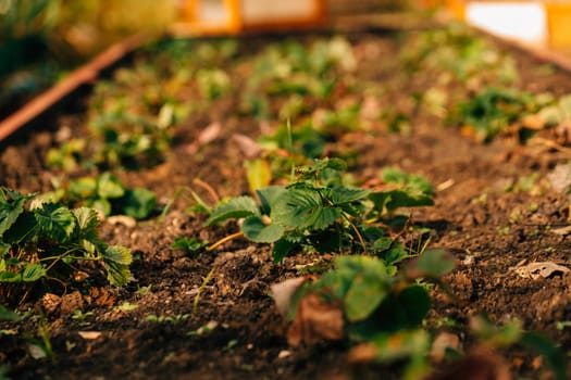 Strawberry bush growing on a garden bed