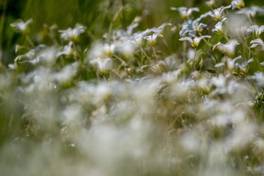 White wild flowers. Blooming flowers. Beautiful white wild flowers in green grass as background. Meadow with white flowers. Field flowers. Nature flower in spring and summer. Flowers in meadow.