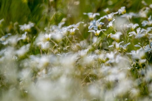White wild flowers. Blooming flowers. Beautiful white wild flowers in green grass as background. Meadow with white flowers. Field flowers. Nature flower in spring and summer. Flowers in meadow.