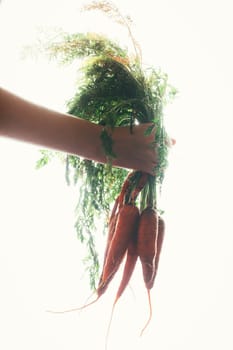 hands of a girl holding a carrot on a light background.