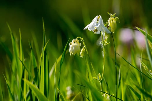 White rural flowers. Blooming flowers. Beautiful white flowers in green grass. Meadow with white wild flowers. Field flowers. Nature flower in spring and summer. Flowers in meadow. ..