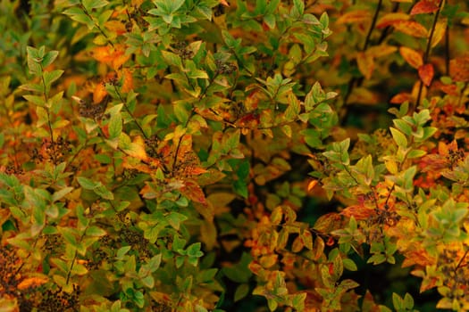 colorful red orange autumn leaves close up.