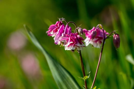 Pink wild flowers. Blooming flowers. Beautiful pink rural flowers in green grass. Meadow with rural flowers. Field flowers. Nature flower in spring. Flowers in meadow. ..