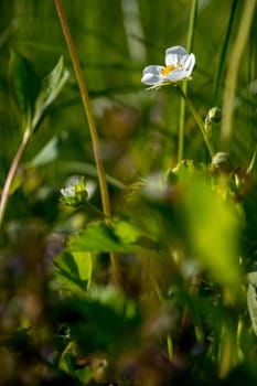 Strawberry flowers. Blooming strawberries. Beautiful white strawberry flowers in green grass. Meadow with strawberry flowers. Field strawberry flowers. Nature strawberry flower in spring. Strawberry flowers in meadow. ..
