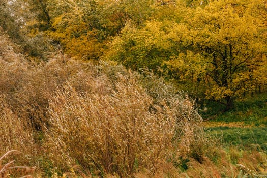 Orange yellow tree leaf forest autumn beauty nature.