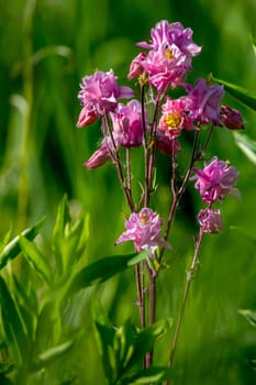 Pink wild flowers. Blooming flowers. Beautiful pink rural flowers in green grass. Meadow with rural flowers. Field flowers. Nature flower in spring. Flowers in meadow. ..