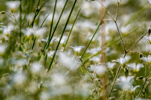 White wild flowers. Blooming flowers. Beautiful white wild flowers in green grass as background. Meadow with white flowers. Field flowers. Nature flower in spring and summer. Flowers in meadow.