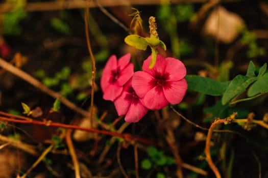 beautiful little pink flowers closeup in the garden.