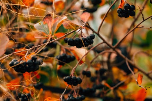 black chokeberry close-up in the garden.