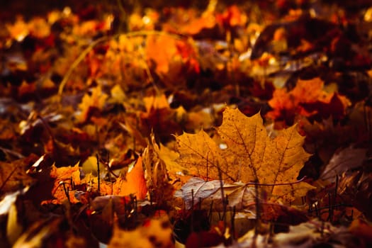 Orange yellow tree leaf forest autumn beauty nature.