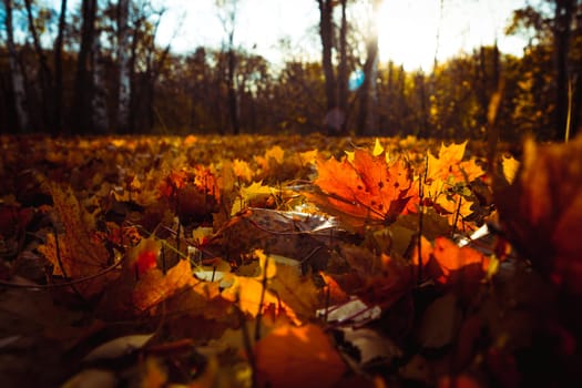 Orange yellow tree leaf forest autumn beauty nature.