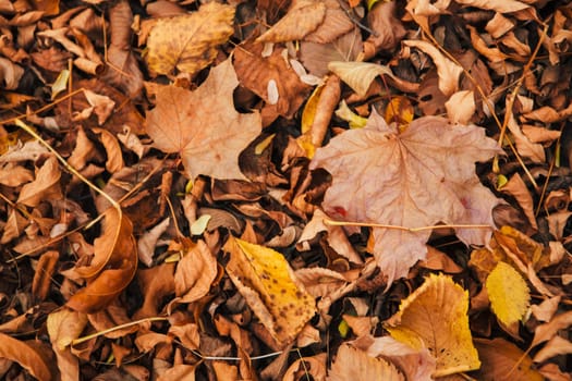 colorful red orange autumn leaves close up.