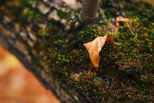 green moss on autumn trees close up.
