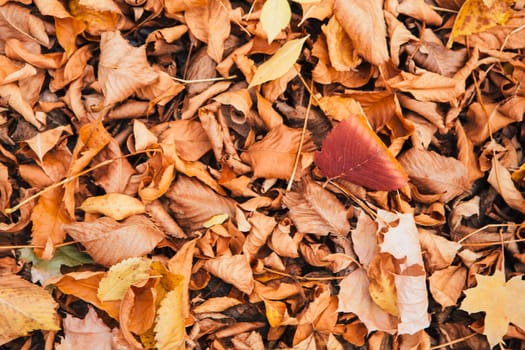 colorful red orange autumn leaves close up.