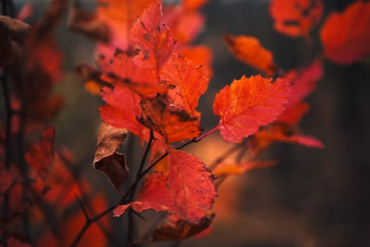 Red leaves in forest on blurred background.