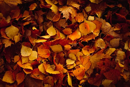 Orange yellow tree leaf forest autumn beauty nature.