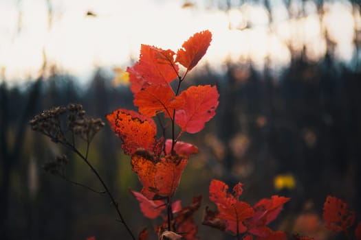 Red leaves in forest on blurred background.