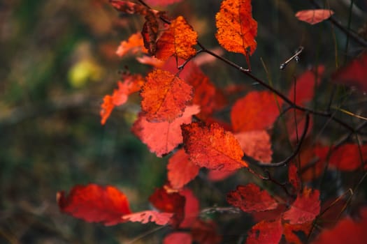 Red leaves in forest on blurred background.