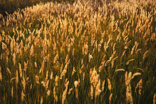 beautiful autumn field several spike close up.