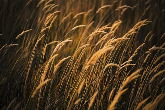 beautiful autumn field several spike close up.