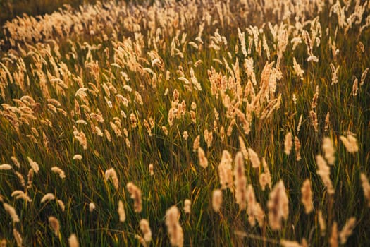 beautiful autumn field several spike close up.