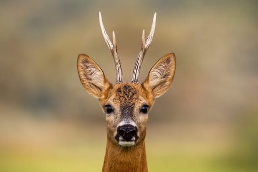 Portrait of a roe deer, capreolus capreolus, buck in summer with clear blurred background. Detail of rebuck head. Clouse-up of wild animal in natural environment.