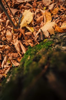 green moss on autumn trees close up.