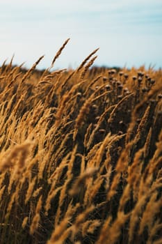 beautiful autumn field several spike close up.